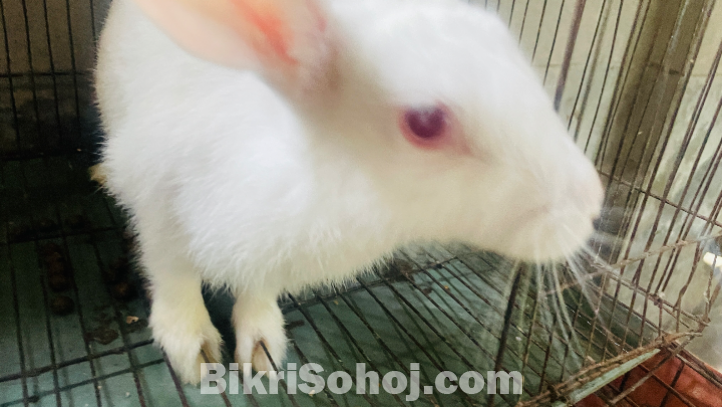 মেয়ে খরগোশ